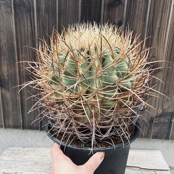 パンダー☆★ サボテン フェロカクタス 偉壮玉 サボテン：フェロカクタス 偉壮玉*幅19cm 現品！一品限り