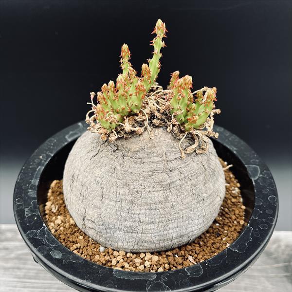 コーデックス：ユーフォルビア デシドゥア 蓬莱島*塊根幅11cm 現品