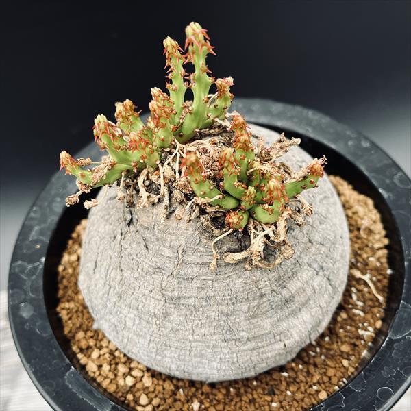 コーデックス：ユーフォルビア デシドゥア 蓬莱島*塊根幅11cm