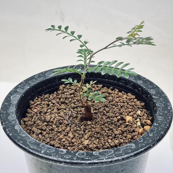 コーデックス：オペルクリカリア パキプス 根挿し*葉幅7.5cm 現品