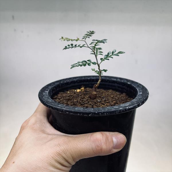コーデックス：オペルクリカリア パキプス 根挿し*葉幅7.5cm 現品