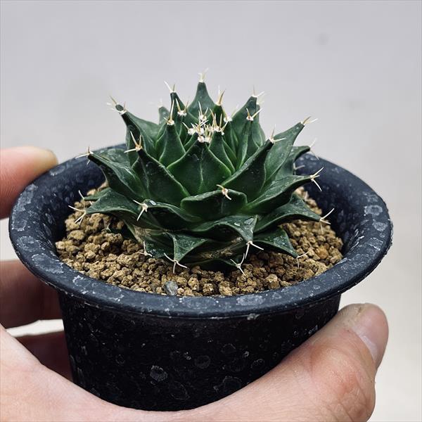 ☆特価☆サボテン：オブゴレニア 帝冠 実生*幅5.5cm 現品！一品限り