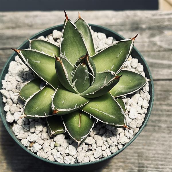 多肉植物：アガベ 王妃笹の雪 AB型*幅6cm : 遊恵盆栽 Yahoo!店