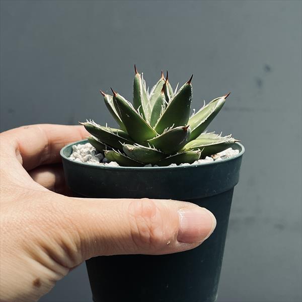 多肉植物：アガベ 王妃笹の雪 AB型*幅6cm : 遊恵盆栽 Yahoo!店