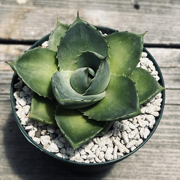 多肉植物：アガベ ブルーグロー極姫 ピクシー*幅7cm : 遊恵盆栽