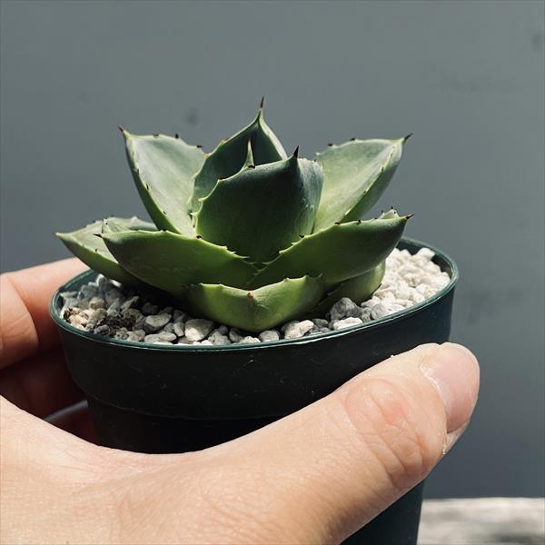 多肉植物：アガベ ブルーグロー極姫 ピクシー*幅7cm : 遊恵盆栽
