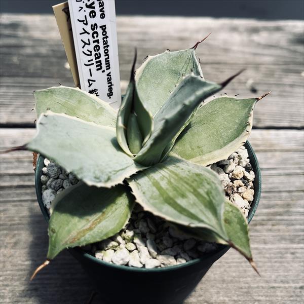 多肉植物：アガベ アイスクリーム 絣斑*幅9cm 現品！一品限り : 遊恵