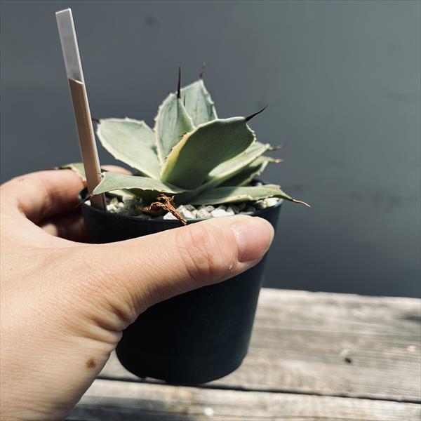 多肉植物：アガベ アイスクリーム 絣斑*幅9cm 現品！一品限り : 遊恵