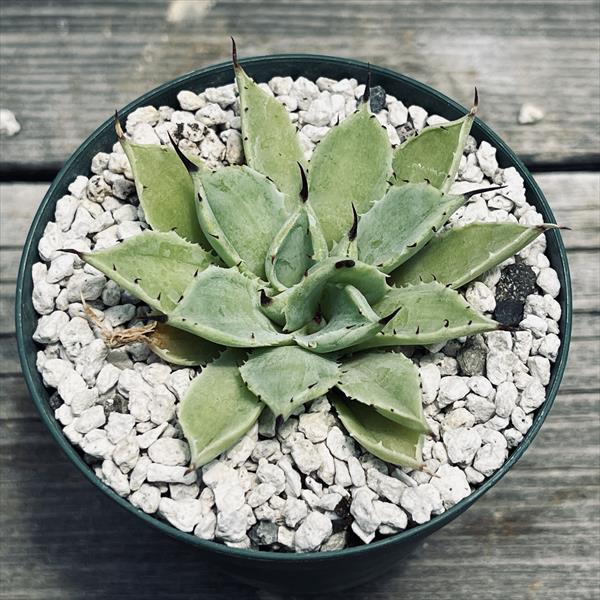 多肉植物：アガベ コポタ綴化*幅6cm 現品！一品限り : 遊恵