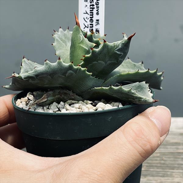 多肉植物:アガベ イシスメンシス錦(K1)達磨鈍中斑*幅10cm 多肉植物:アガベ イシスメンシス錦(K1)達磨鈍中斑*幅10cm