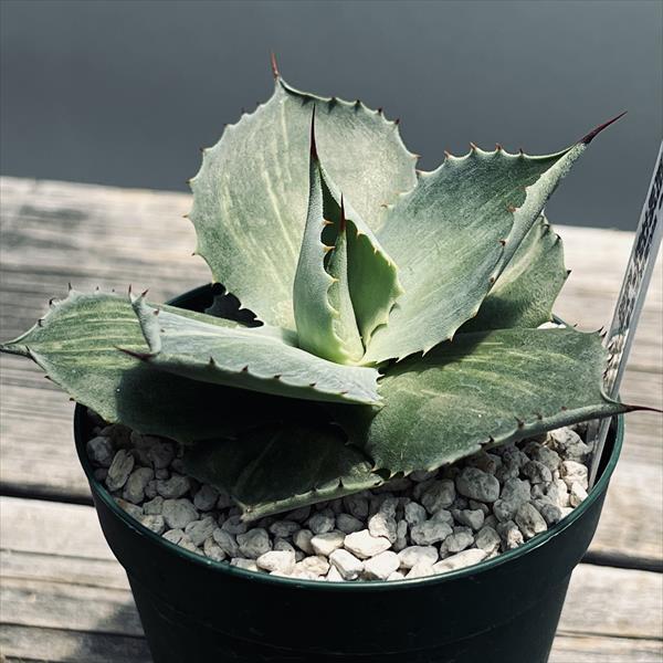 多肉植物：アガベ 風雷神錦 W氏選抜鮮明縞斑*幅8.5cm 現品！一品限り