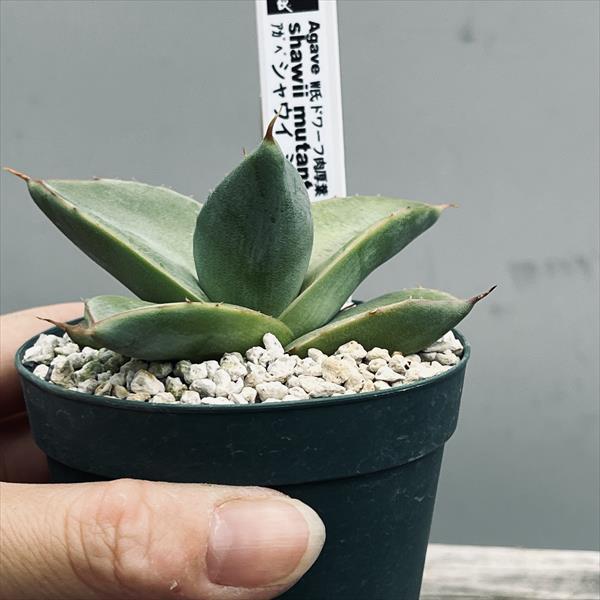 アガベ 小型鉢 緑色 肉厚葉 アガベ 黒鉢 肉厚な緑色の葉 アガベ