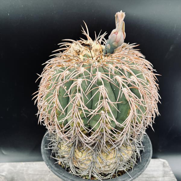 サボテン：ギムノカリキウム 猫爪天平丸*幅16cm 現品！一品限り ※傷