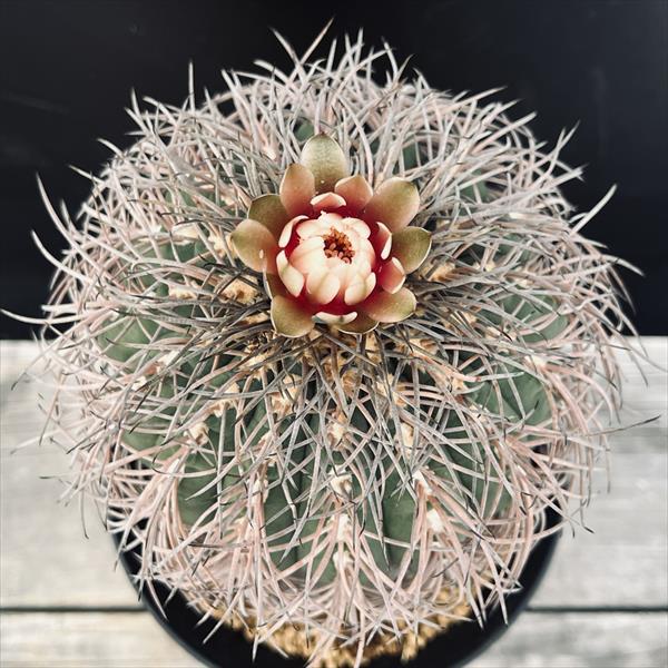 短刺天平丸　猫爪　狂刺　ギムノカリキウム　希少自根　発根済　国内繁殖苗　サボテン サボテン：ギムノカリキウム 猫爪天平丸 ユ*幅11cm 現品！一品