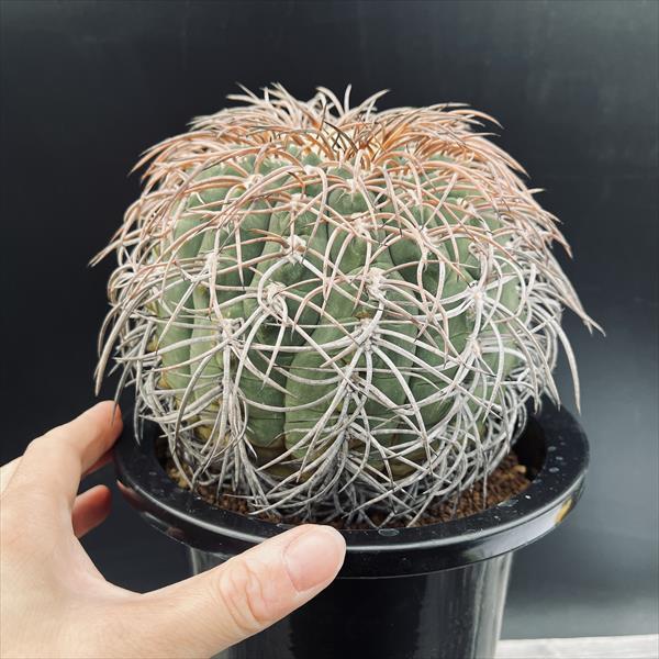 ☆特価☆サボテン：ギムノカリキウム　猫爪天平丸　マジョール　ユ*幅14cm　現品！一品限り_2