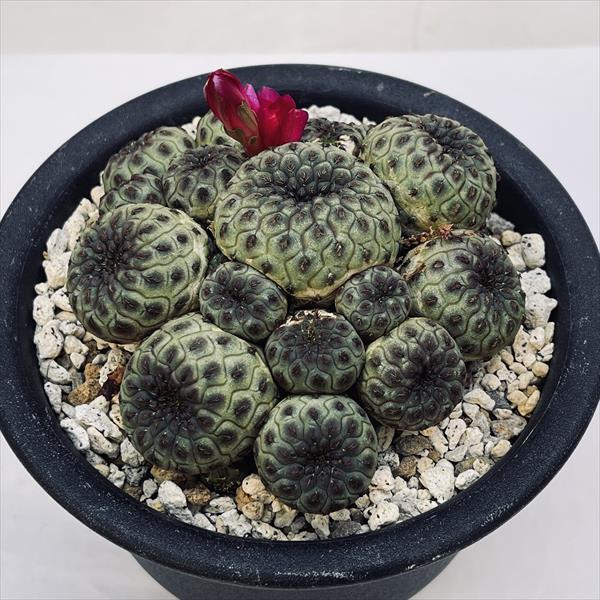サボテン スルコレブチアsp♪カキコ１つ サボテン：スルコレブチア ラウシー*幅9.5cm 現品！一品限り : 遊恵