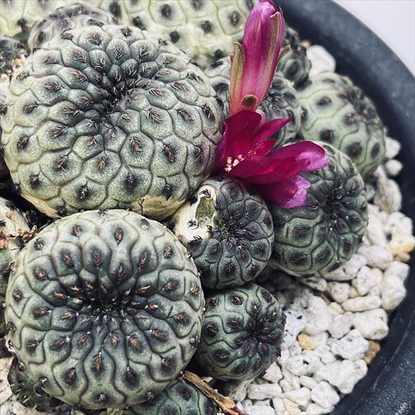 サボテン：スルコレブチア ラウシー*幅9.5cm 現品！一品限り : 遊恵