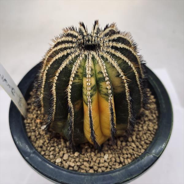 ☆特価☆サボテン：ユーベルマニア ペクチニフェラ錦 自根*幅8cm