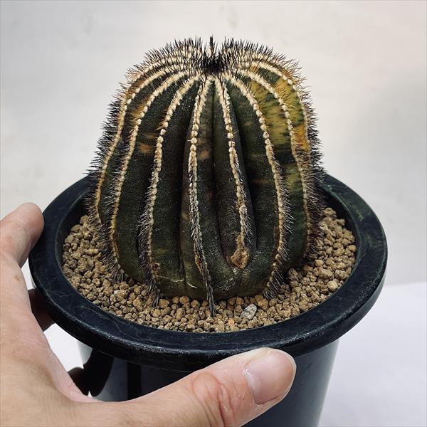 サボテン:ユーベルマニア ペクチニフェラ錦 自根*幅8cm 現品 サボテン:ユーベルマニア ペクチニフェラ錦 自根*幅8cm 現品