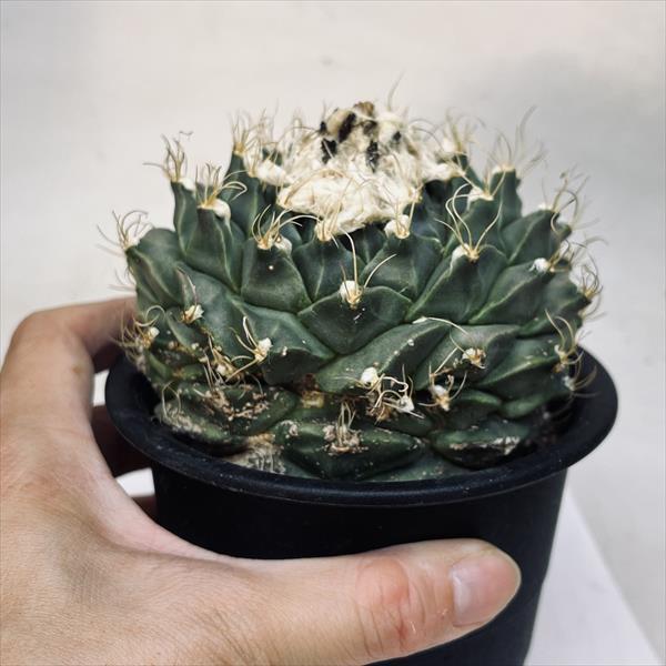 サボテン：オブゴレニア 帝冠*幅10.5cm 現品！一品限りの画像