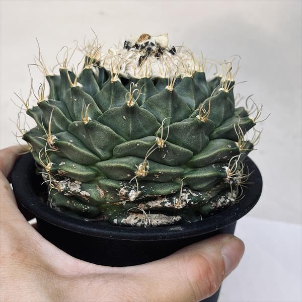 サボテン：オブゴレニア 帝冠*幅10.5cm 現品！一品限りの画像