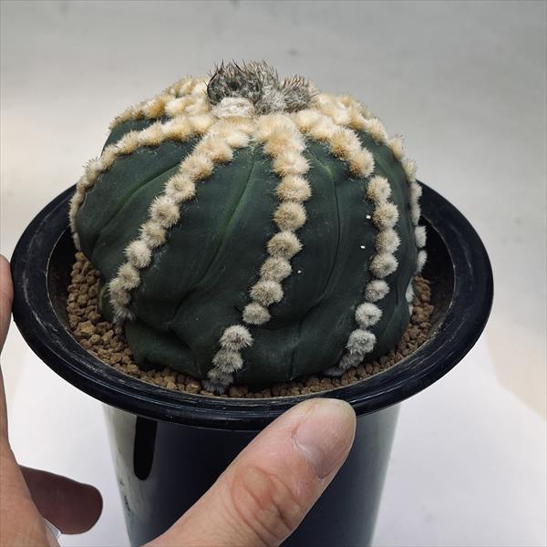サボテン：アストロフィツム 王冠瑠璃兜丸 般若ツギ*幅9cm 現品！一品