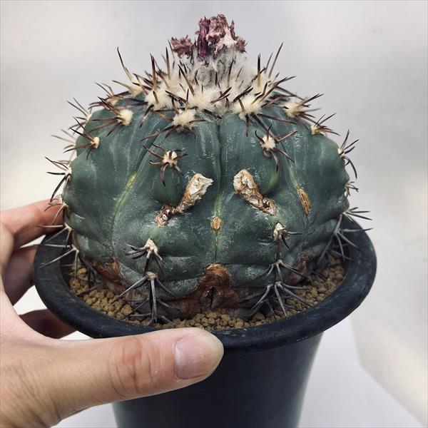 ☆特価☆サボテン：エキノカクタス 太平丸 竜神ツギ*幅12cm 現品！一品