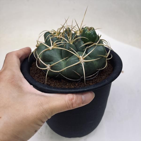 ギムノカリキウム苗 サボテン：ギムノカリキウム 金碧 実生*幅10cm : 遊恵盆栽 Yahoo!店