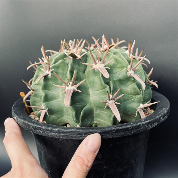 サボテン：ホマロケファラ 複稜王綾波*幅16cm 現品！一品限り ☆根