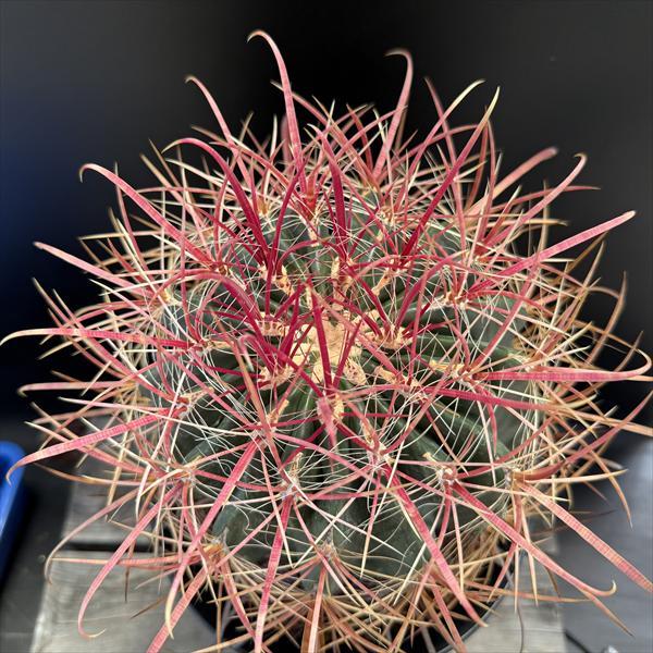 サボテン：フェロカクタス 刈穂玉*幅16cm 現品！一品限り