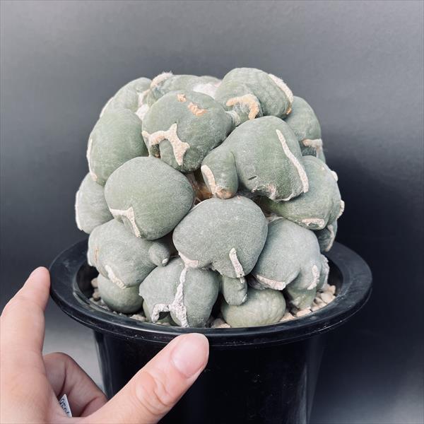 サボテン：アリオカルプス 変わり疣 青磁牡丹 ツギ（竜神台）*幅15cm
