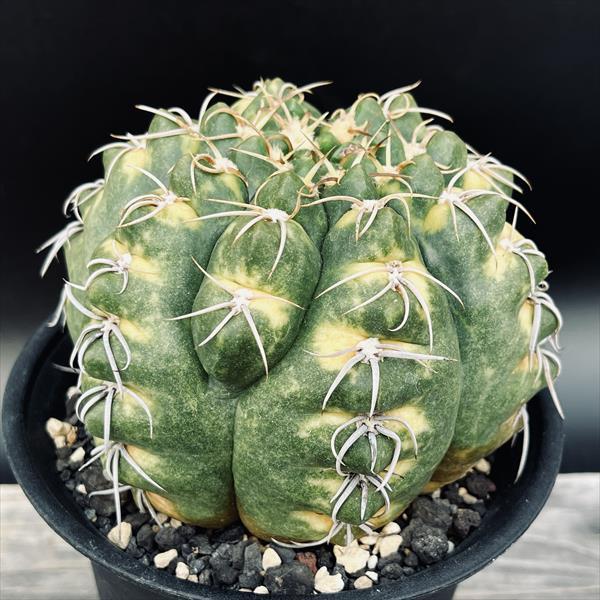 サボテン：ギムノカリキウム 疣斑海王丸錦*幅12cm 現品！一品限り ☆根