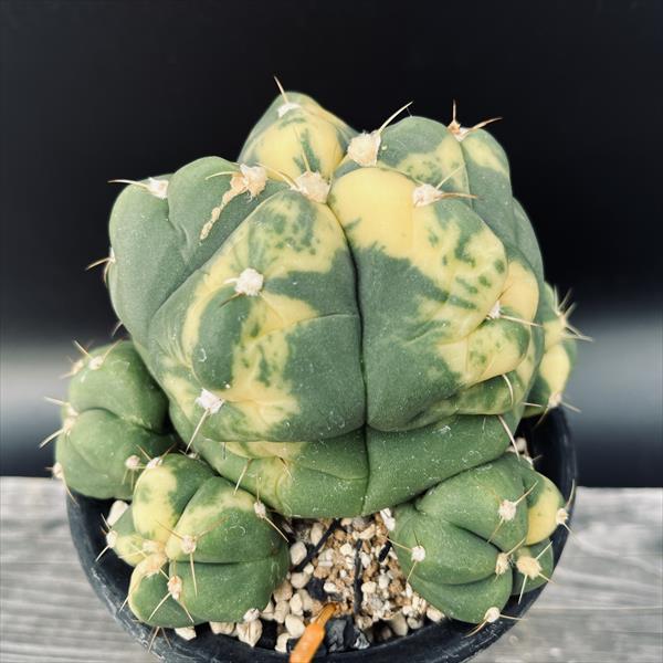 サボテン：ギムノカリキウム ペンタカンサ錦*幅14cm 現品！一品限り