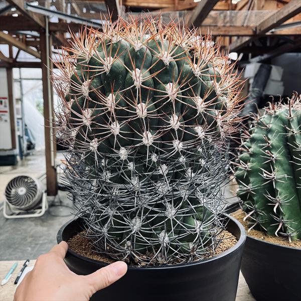 【コレクション】ギムノカリキウム　魔天竜　希少　発根済　横幅6㎝ レアサボテンコレクション・ギムノカリキウム属・守金魔天竜in