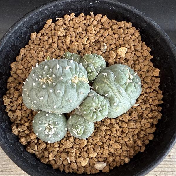 サボテン 銀冠玉モンスト綴化 銀冠玉モンスト 実生 綴化 ロフォフォラ (検索 翠冠玉 烏羽玉