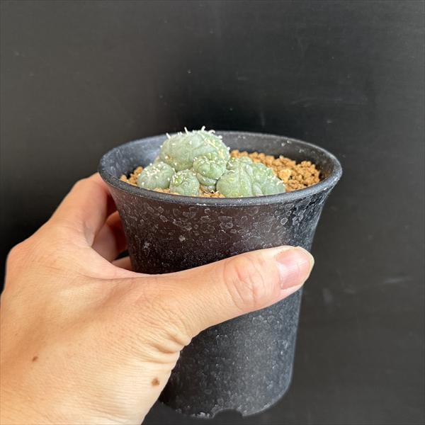 サボテン：ロフォフォラ 銀冠玉モンスト 自根*幅6cm 現品！一品限り