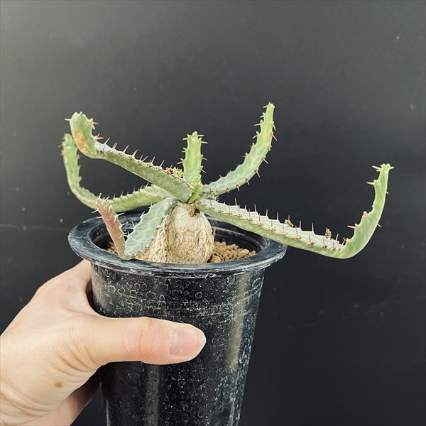 コーデックス：ユーフォルビア ステラータ 飛竜 実生*葉幅22cm 現品