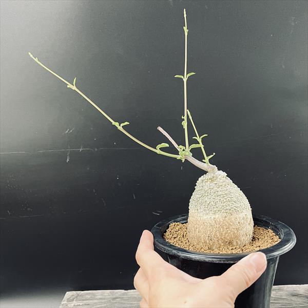 コーデックス：フォッケア 火星人*塊幅7cm 現品！一品限りの画像