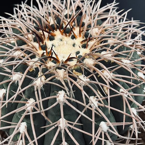 サボテン：ギムノカリキウム 赤刺天平丸 実生*幅10cm 現品！一品限り