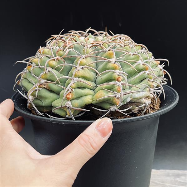 サボテン：ギムノカリキウム 蛇竜丸*幅16cm 現品！一品限り : 遊恵盆栽