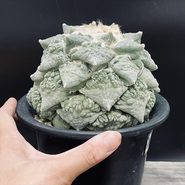 ☆特価☆サボテン：アリオカルプス 村主カリフラワー×堀川怒涛花牡丹