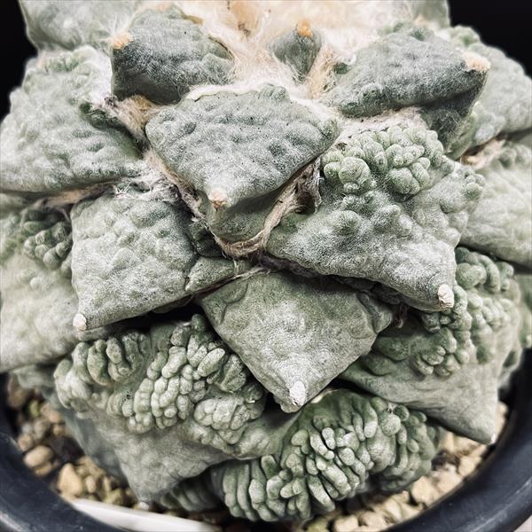 ☆特価☆サボテン：アリオカルプス 村主カリフラワー×堀川怒涛花牡丹