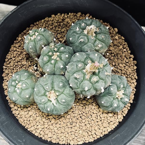 サボテン：ロフォフォラ 烏羽玉 ツギ*幅8.5cm 現品 一品限り