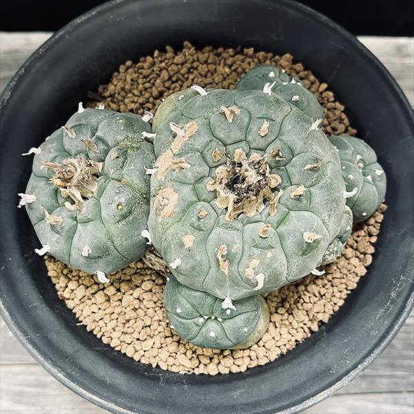 【群生美株】ロフォフォラ烏羽玉錦 国内実生 塊根植物 サボテン コーデックス サボテン：ロフォフォラ 烏羽玉*幅12.5cm 現品！一品限り : 遊恵盆栽