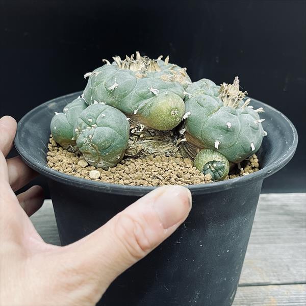 サボテン：ロフォフォラ 烏羽玉*幅12.5cm 現品！一品限り : 遊恵盆栽