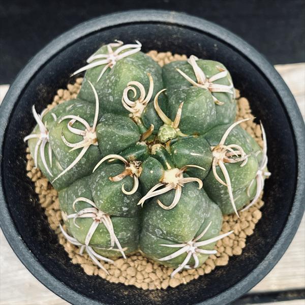 サボテン：ギムノカリキウム 狂刺海王丸 実生*幅9cm 現品！一品限り