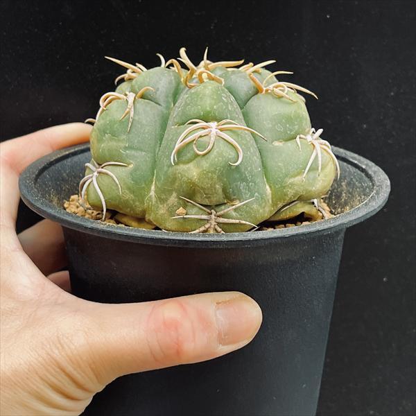 サボテン：ギムノカリキウム 狂刺海王丸 実生*幅9cm 現品！一品限り