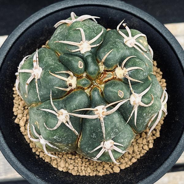 サボテン：ギムノカリキウム 狂刺海王丸 実生*幅8cm 現品！一品限り