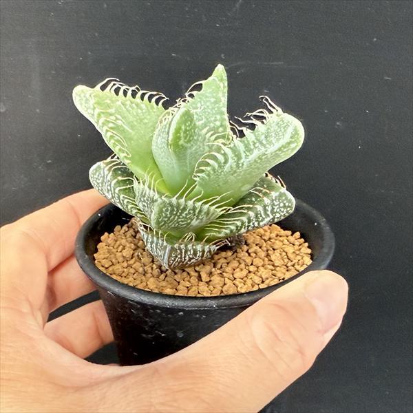 多肉植物：フォーカリア*幅6cm : 遊恵盆栽 Yahoo!店 - 通販 - Yahoo