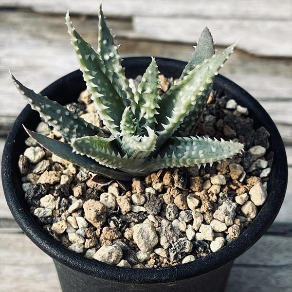 多肉植物：アロエ フミリス 帝王錦*幅5cm : 遊恵盆栽 Yahoo!店